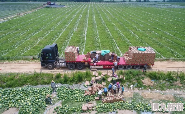 天一天干夜夜爽日日种植基地喜迎丰收产量创新高