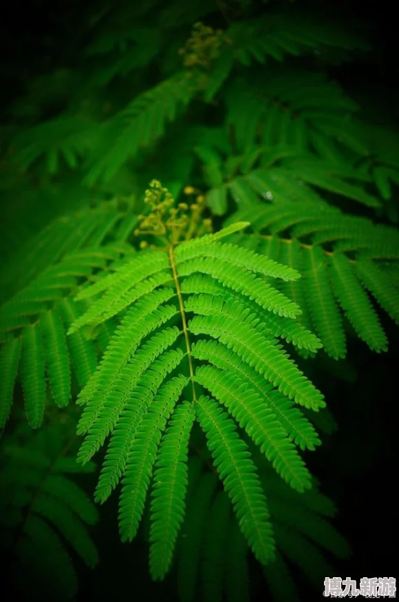 含羞草在线探索植物的奥秘感受奇妙的自然世界