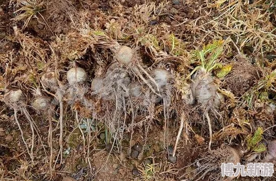 首相娇妻有空间惊传空间竟能种植珍稀药材引各界关注