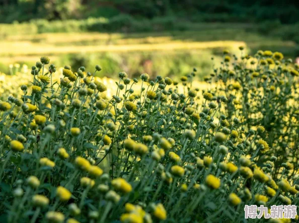 花儿与少年好友记免费观看真人秀更好看友情线很感人