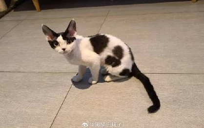 黑猫白袜子可爱到犯规网友直呼想养同款