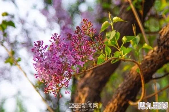 色墦五月丁香为何让人流连忘返因为五月的丁香花绚丽多彩芬芳馥郁给人以美的享受