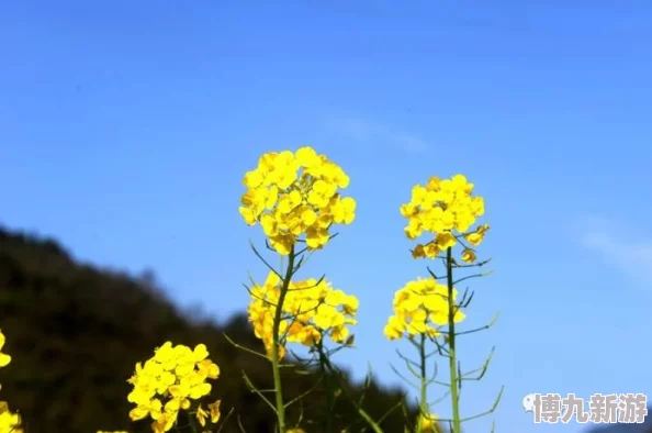 免费黄色大片为何备受关注因为其免费和色情元素吸引了部分观众的眼球