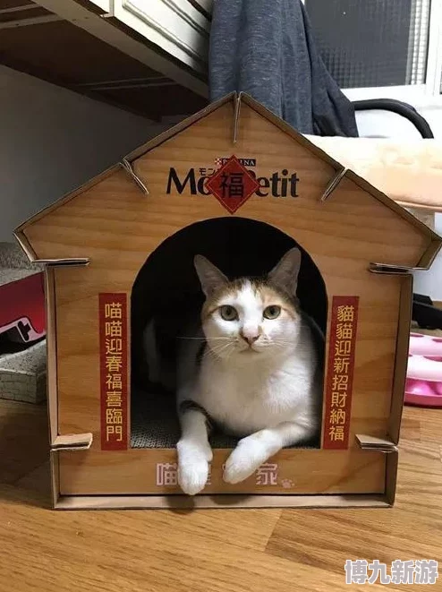 桃园深处有人家：揭秘猫咪建筑快速升级攻略与最新爆料