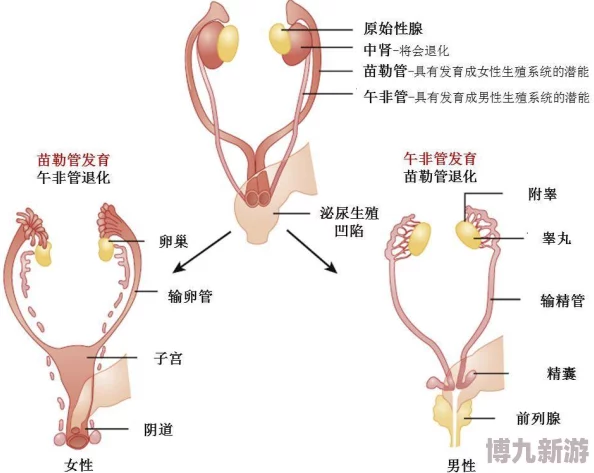 男人插女人逼生理结构差异与性行为体验的多元化探讨